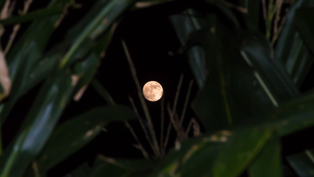 La Luna del Maíz: Cosechando Abundancia y Gratitud